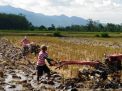 Jika Gagal Panen Petani Bondowoso Bisa Mengklaim Rp.6 Juta Per Hektar