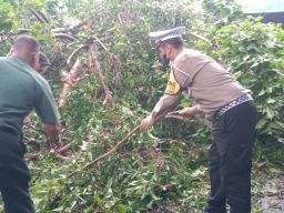 Polisi dan TNI Gotong Royong Tangani Pohon Tumbang Jalan Raya Balongbendo Sidoarjo Kembali Lancar