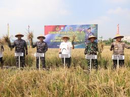 Wujudkan Program Ketahanan Pangan Pemerintah, Pangkoarmada II Pimpin Panen Raya Padi Di Wilayah Lantamal V Surabaya