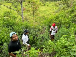 Belum Genap 5 Bulan Jabat Kapolres Kerinci, AKBP Arya Berhasil Ungkap Ladang Ganja