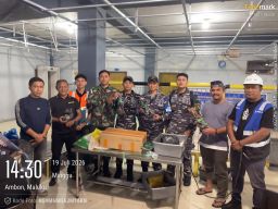 Berhasil Gagalkan Penyelundupan di KM Nggapulu, Pam Pelni Kodaeral IX Amankan Kepiting Kenari dan Miras