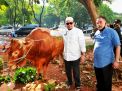 Seperti Ini Tanggapan Ketua DPD RI Terkait Lonjakan Harga Sapi Potong