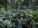 Belum Ada Asuransi Untuk Petani Kopi Di Kawasan Ijen 