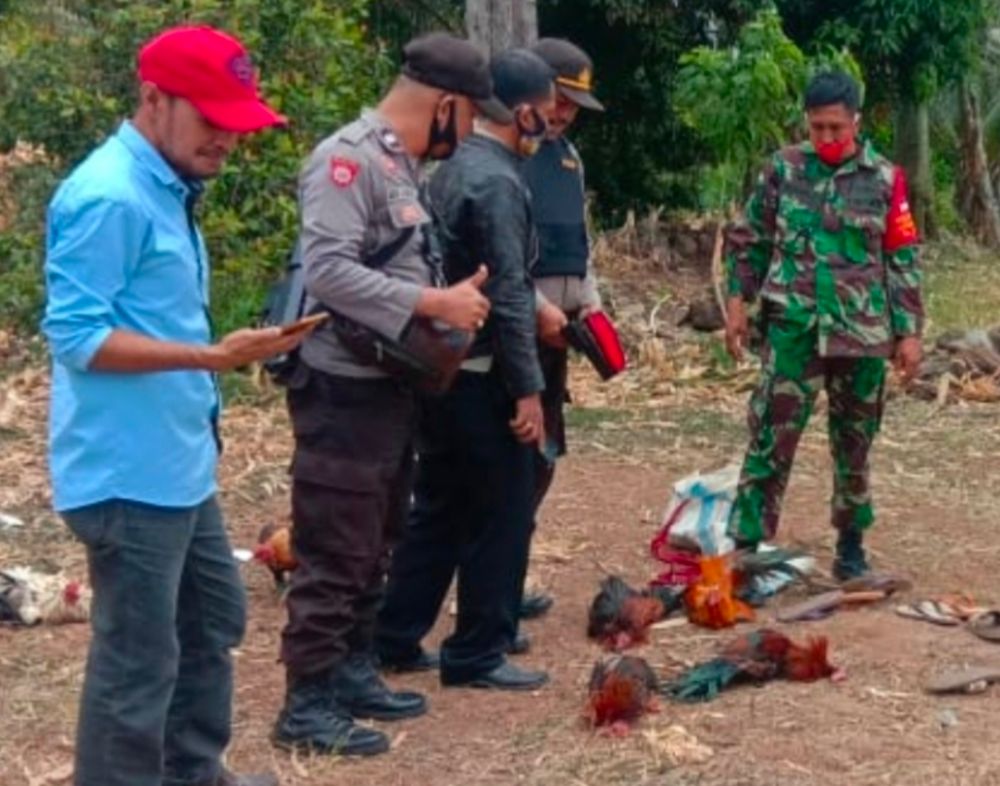 Polsek Ermes Bekerjasama Koramil Bantaeng Gerebek Judi Sabung Ayam