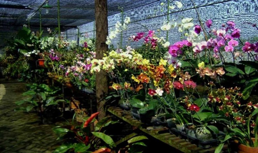 Eks Lokalisasi Surabaya Siap di Bangun Wisata Kebun Anggrek